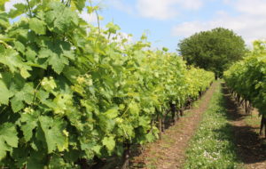 Le biocontrôle en viticulture, une alternative aux produits phytosanitaires